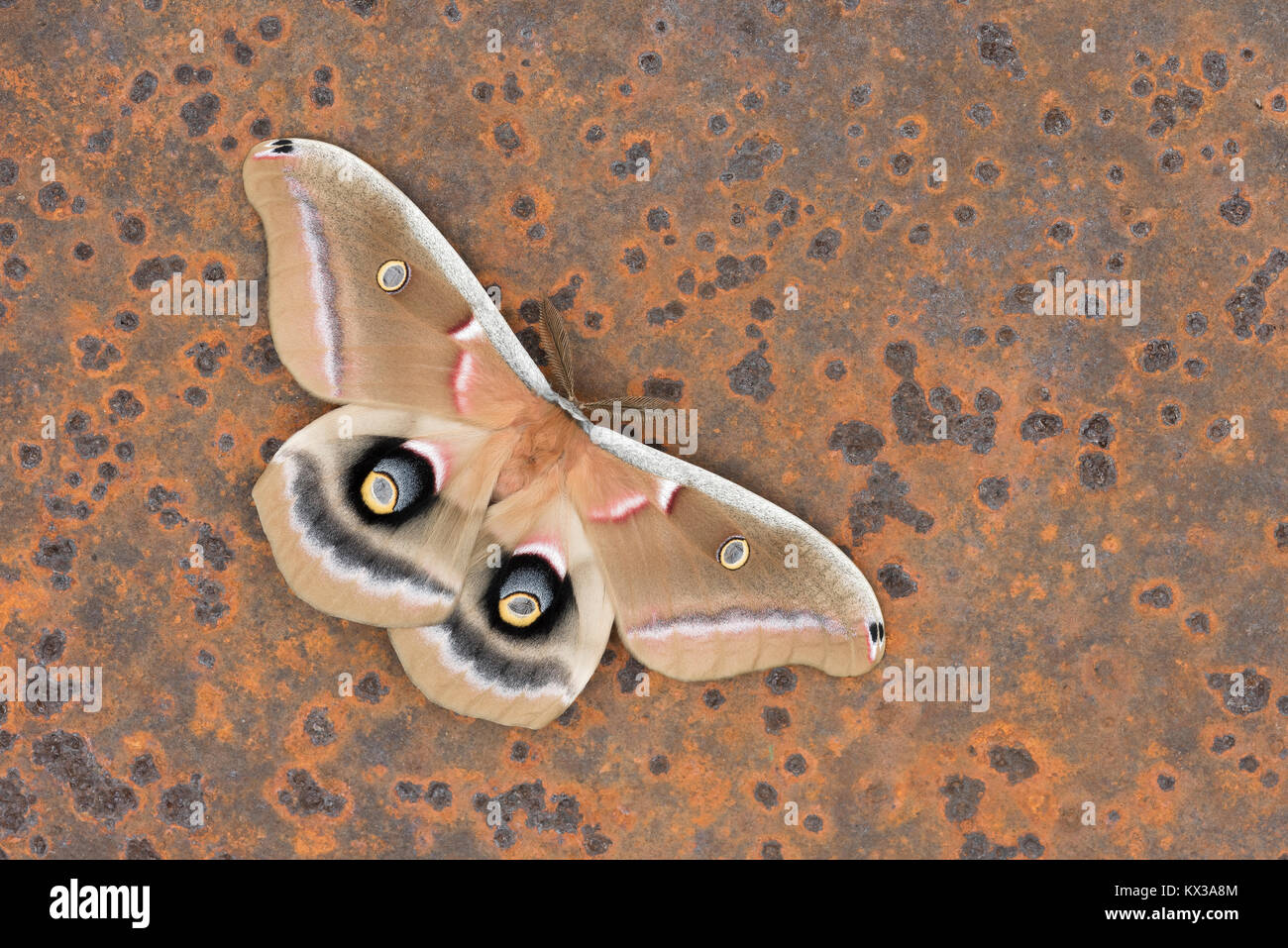 Polifemo falena trasalimento in modalità di visualizzazione sul vecchio arrugginito Lame di segheria abbandonata nella foresta. Dauphin County, Pennsylvania, la molla. Foto Stock