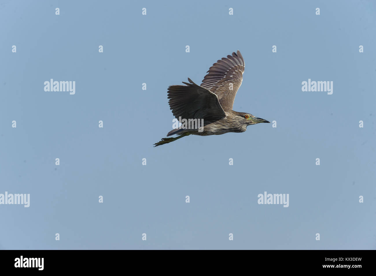 Immaturo nitticora (Nycticorax nycticorax) volare sopra il lago Chapala, Jalisco, Messico Foto Stock