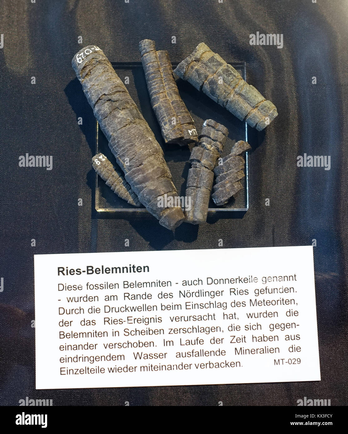 Questa immagine mostra i belemniti, resti fossilizzati di antichi cefalopodi, che sono stati fratturati da un impatto meteorico nel Nördlinger Ries, in Germania. I fossili fanno parte della collezione del Naturhistorisches Museum di Norimberga. Foto Stock