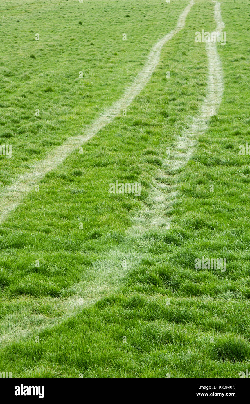 Giovani crescente campo di erba verde con tracce di pneumatici Foto Stock