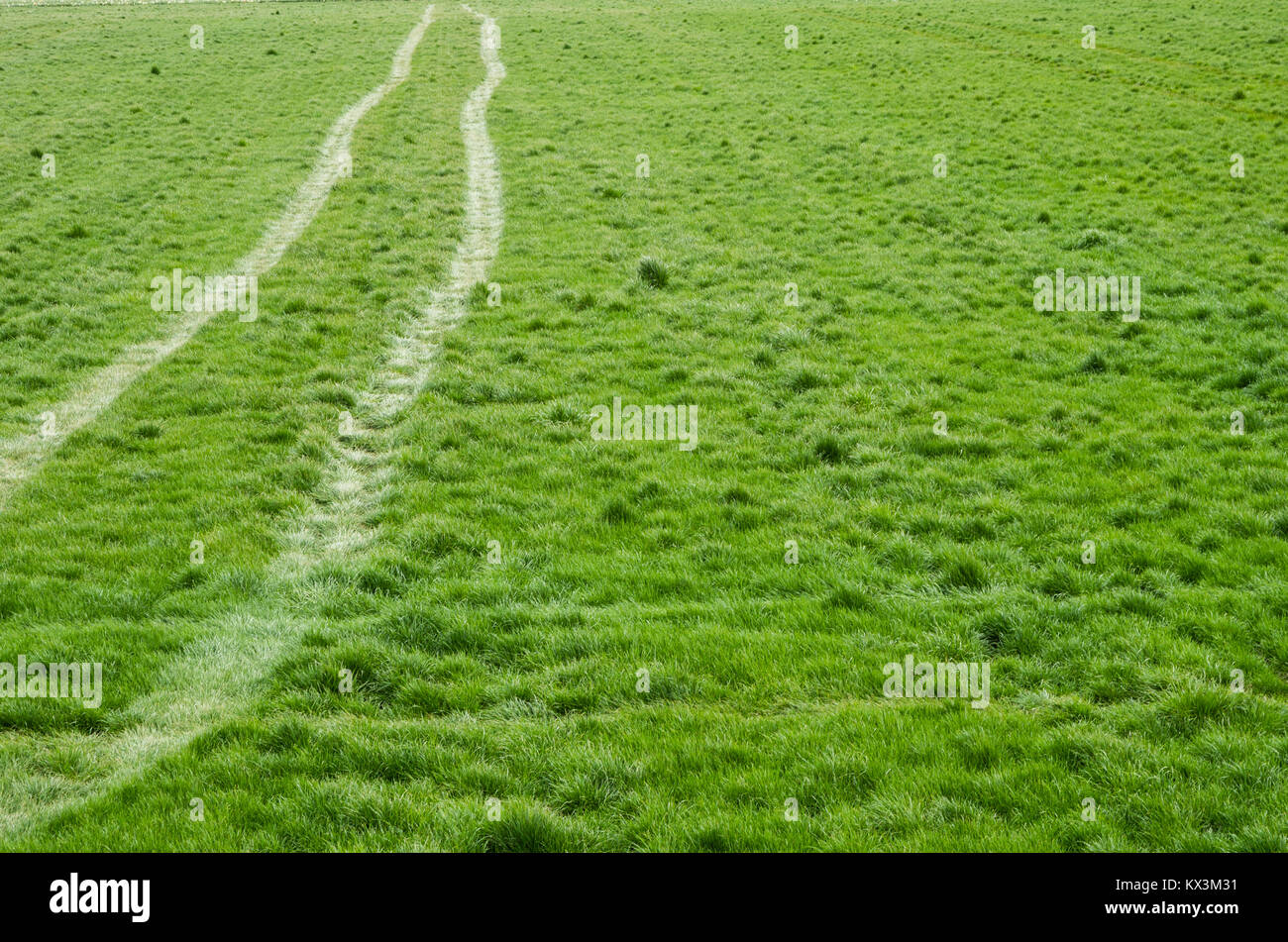 Giovani crescente campo di erba verde con tracce di pneumatici Foto Stock