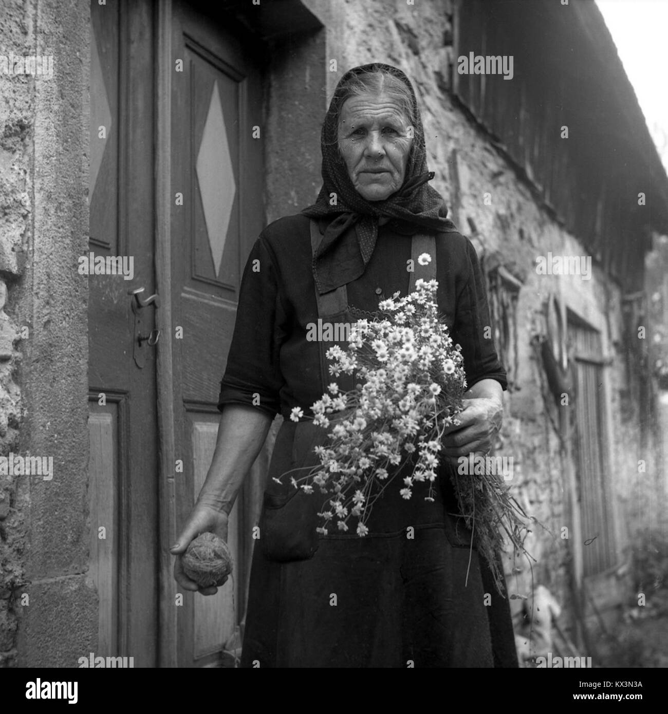 Fotografia di una donna che raccoglie fiori di camomilla a Podloz, 1962, che illustra l'uso tradizionale delle piante medicinali e la vita rurale Foto Stock