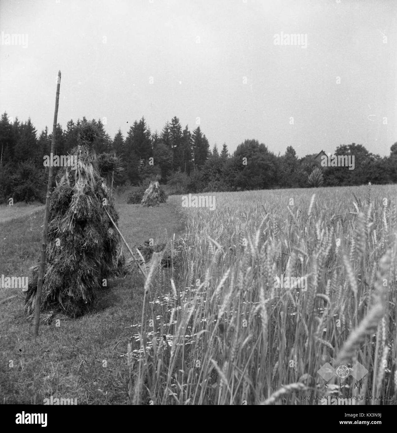 Questa fotografia del 1963 raffigura i campi di grano a Ljubnica, in Slovenia, illustrando le pratiche agricole regionali e i paesaggi rurali. Foto Stock