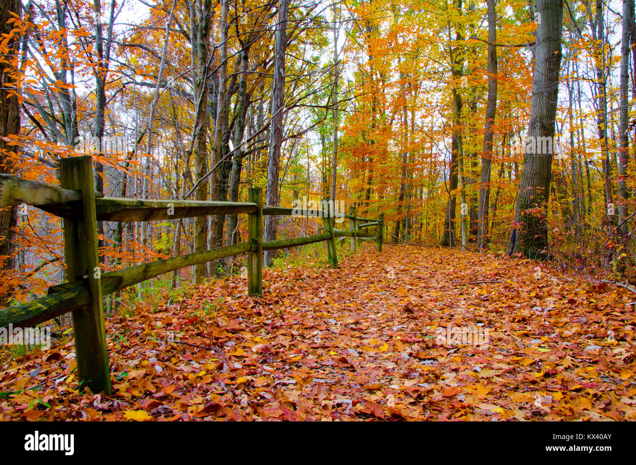 Un sentiero escursionistico in Potato Creek State Park, North Liberty, Indiana, è delimitata da una split-rail recinzione e coperte in ambienti umidi e colorati di foglie di autunno Foto Stock