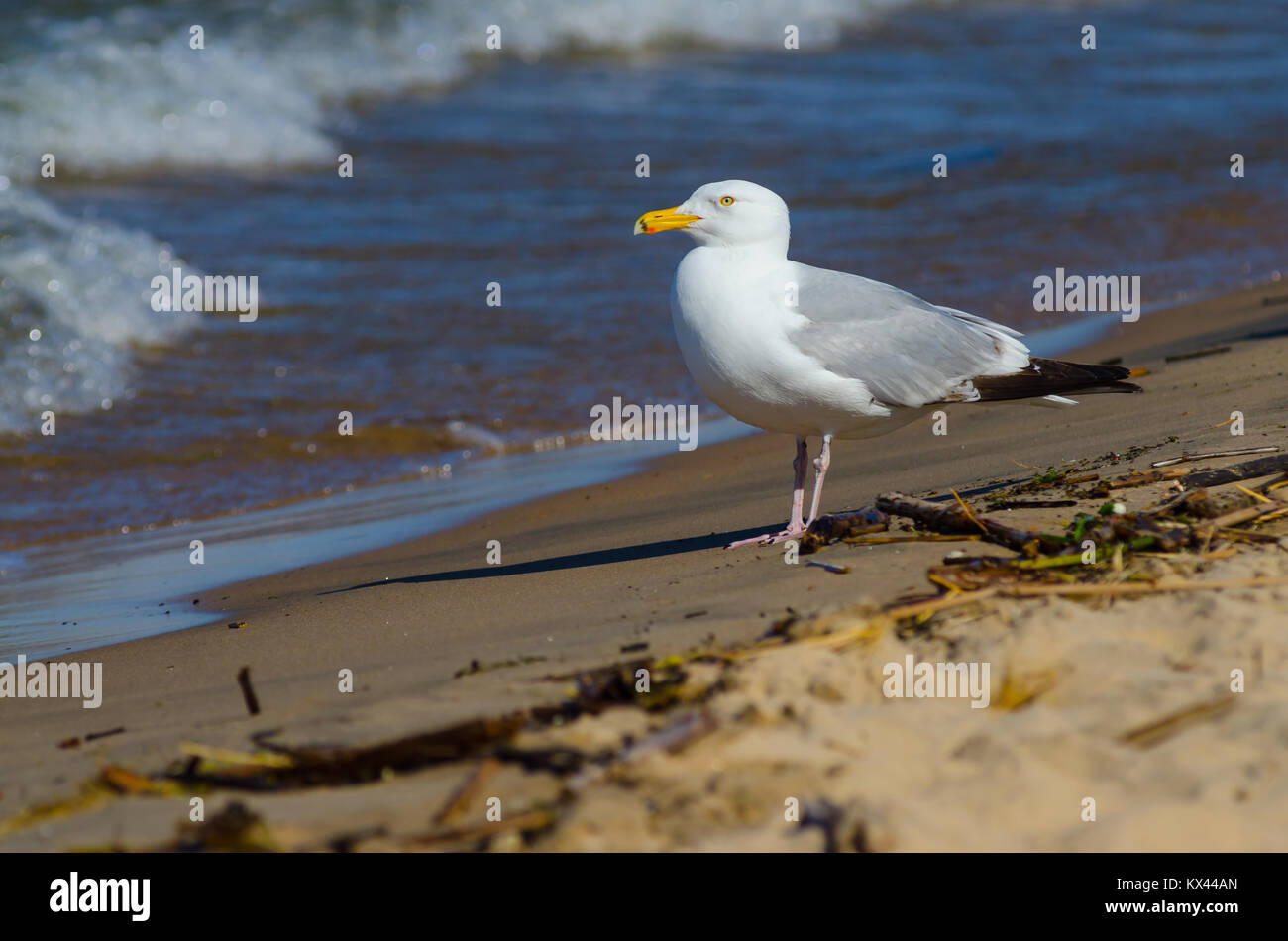 American aringa gabbiano (Larus smithsonianus) sulla spiaggia al lago Michigan in Grand Haven, Michigan Foto Stock