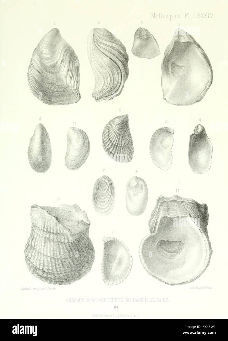 Questa parte del lavoro di Gérard Paul Deshayes continua la dettagliata revisione degli animali invertebrati scoperti nel bacino di Parigi, aggiungendo ulteriori specie e approfondimenti. Foto Stock