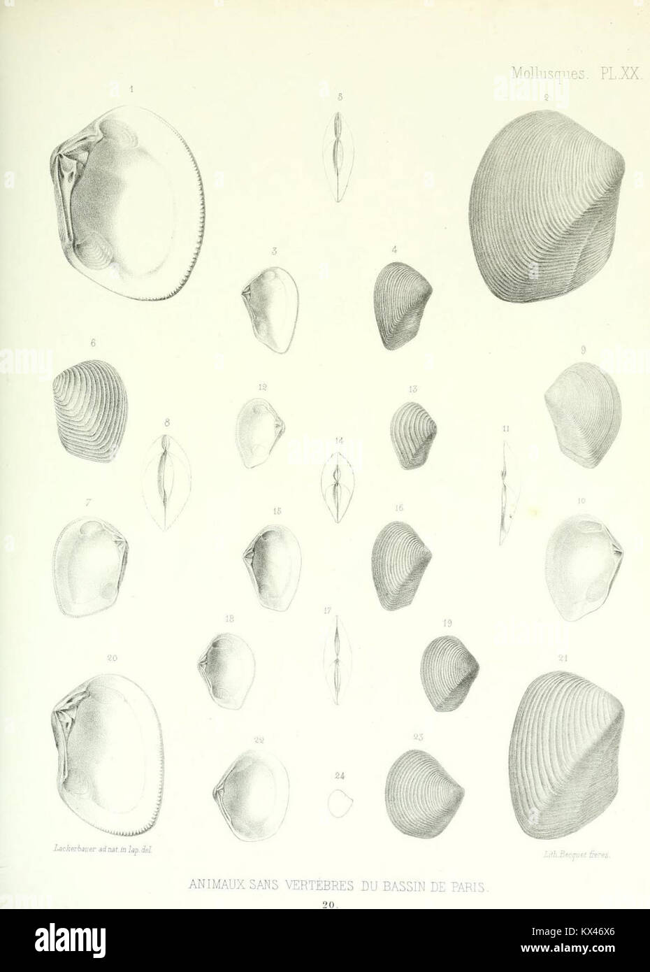 Questa pubblicazione di Gérard Paul Deshayes fornisce una revisione completa degli animali invertebrati scoperti nel bacino di Parigi, integrando i precedenti lavori sulle conchiglie fossili della regione. Foto Stock