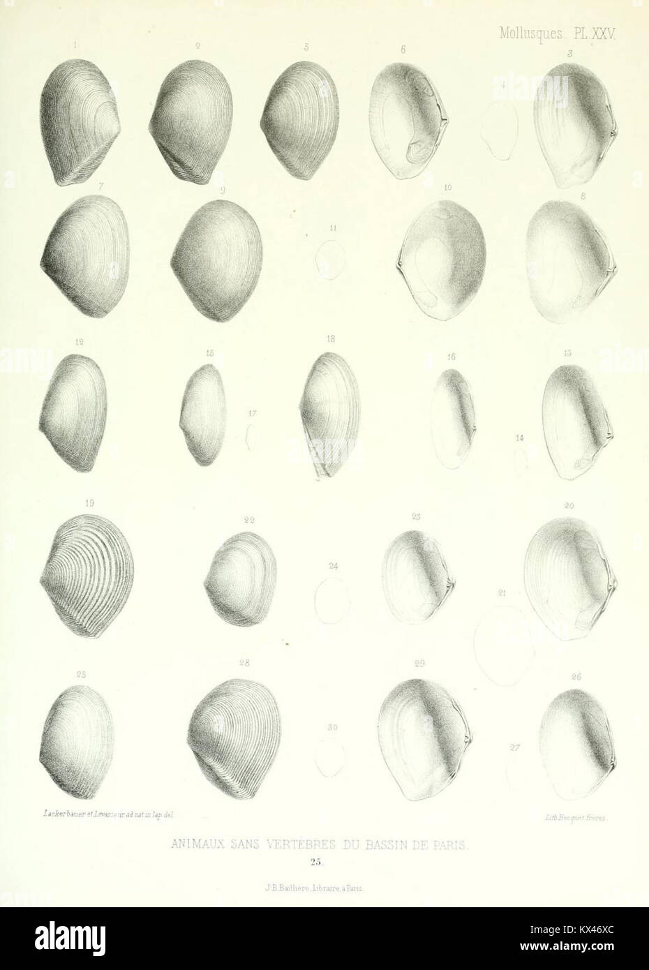 Questo volume continua la revisione completa di Gérard Paul Deshayes sugli animali invertebrati scoperti nel bacino di Parigi, concentrandosi su altre specie e scoperte. Foto Stock