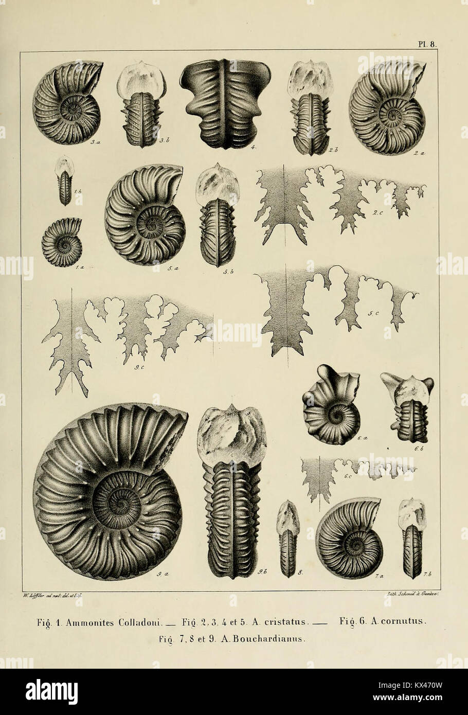 Descrizione des mollusques fossiles qui se trouvent dans les grès verts des dintorni de Genève (9525361468) Foto Stock