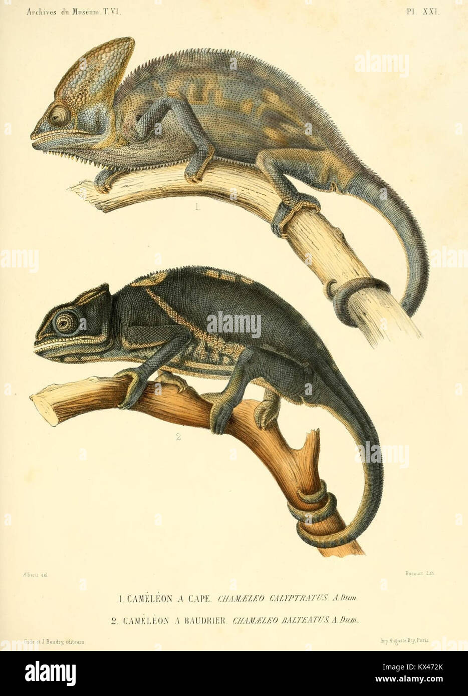 Descrizione rettili des nouveaux imparfaitement ou connus de la collection du Muséum d' histoire Naturelle et remarques sur la classificazione et les caractères des rettili (7135234035) Foto Stock