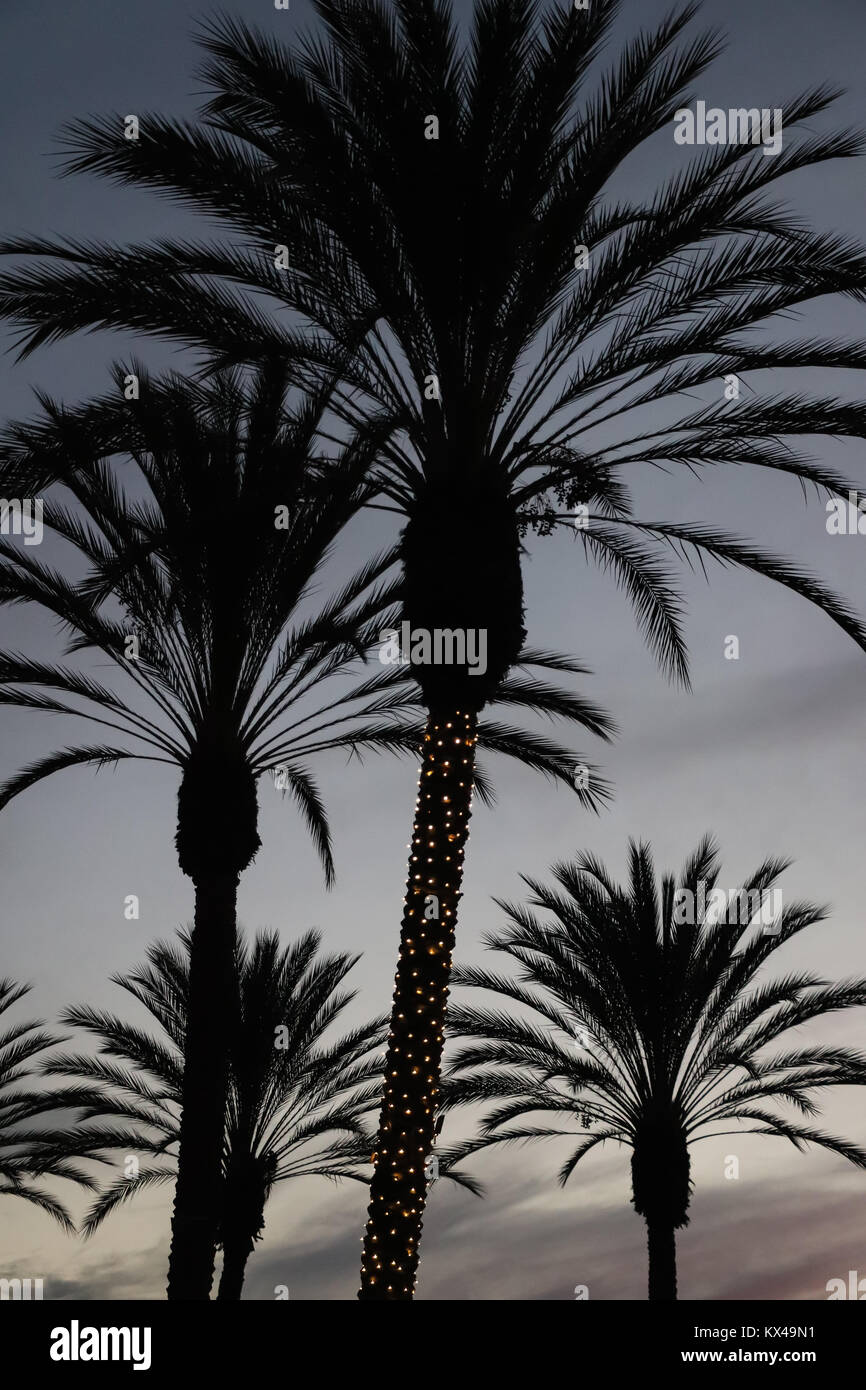 Quattro enormi palme stagliano contro un grigio cielo di sera, uno con le luci di Natale sul suo tronco, alla fine della giornata. Full frame, incombente, stagionali. Foto Stock