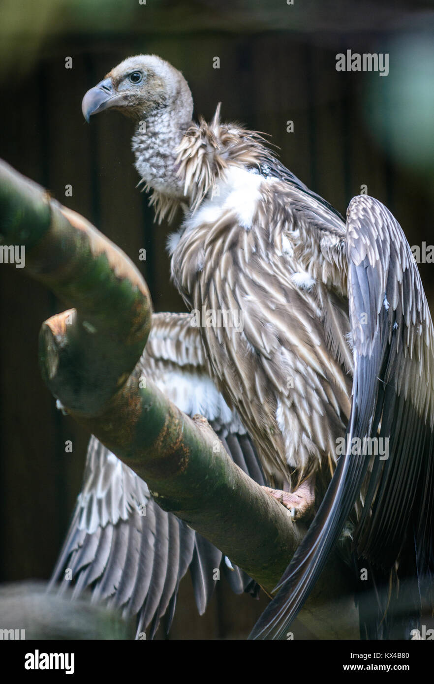 Avvoltoio himalayano o Himalayan grifone (Gyps himalayensis) Foto Stock