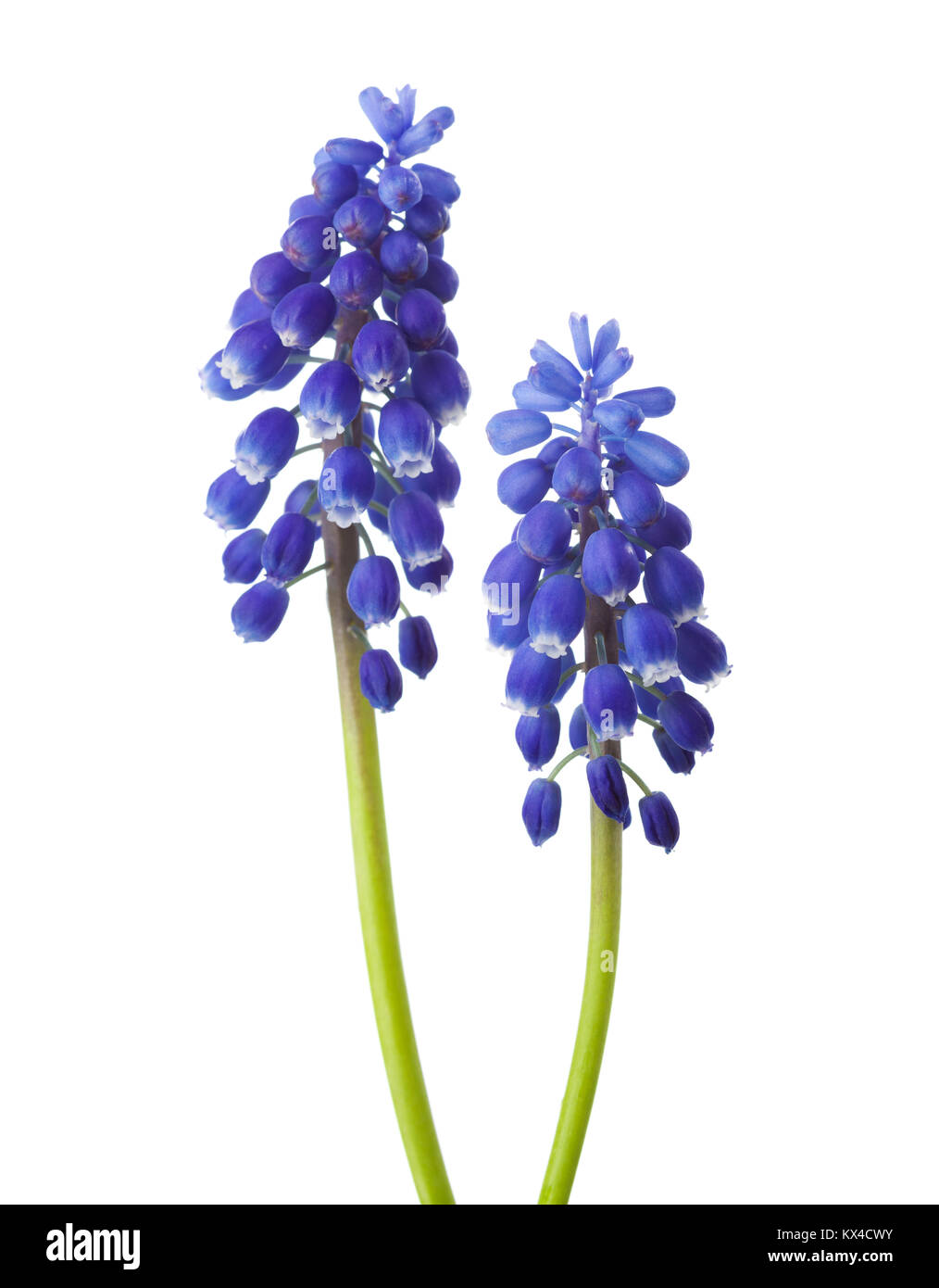 Due fiori di Muscari isolati su sfondo bianco. Giacinto di uva Foto Stock