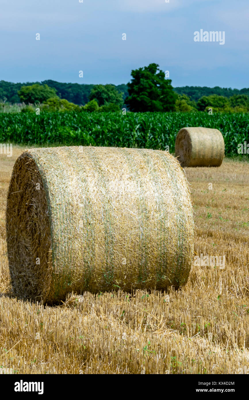 Scenic campo rurale con rotoli di fieno. Balle di fieno sul campo di fattoria in estate in Ungheria. Foto Stock