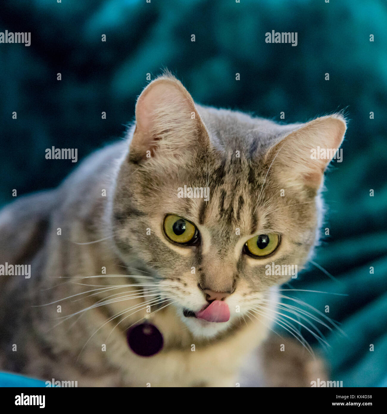 Striato grigio cat close up ritratto. Grigio tabby gatto con gli occhi verdi lambisce la faccia. Foto Stock