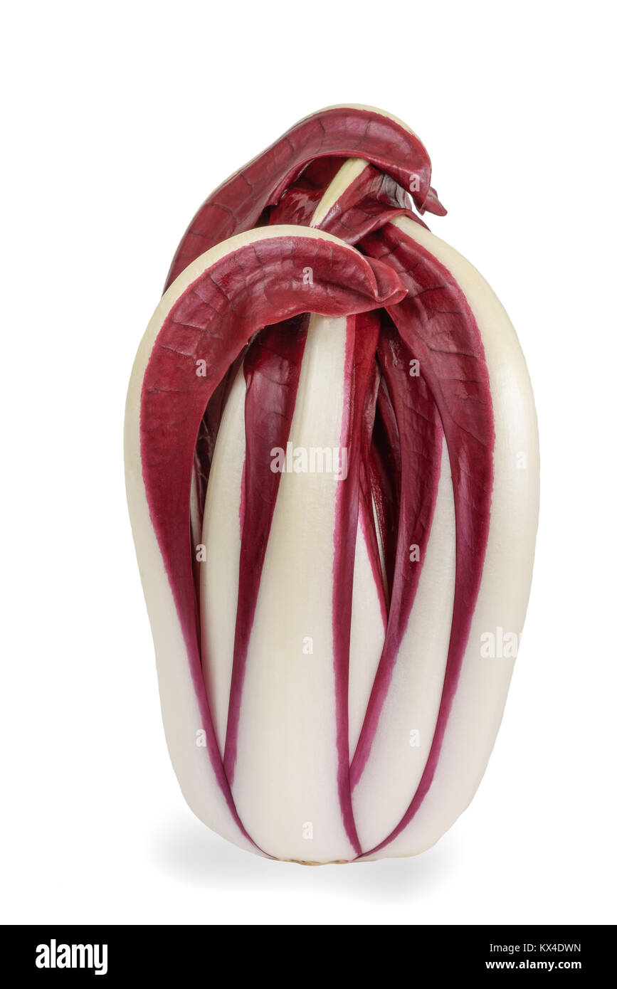 Radicchio Rosso radicchio di Treviso isolato su bianco Foto Stock