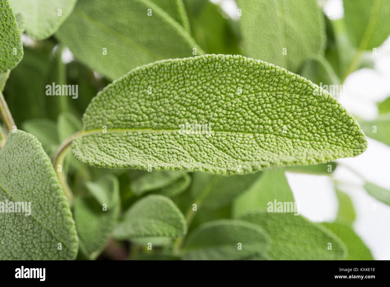 Piante di salvia (Salvia officinalis) sfondo, Foto Stock