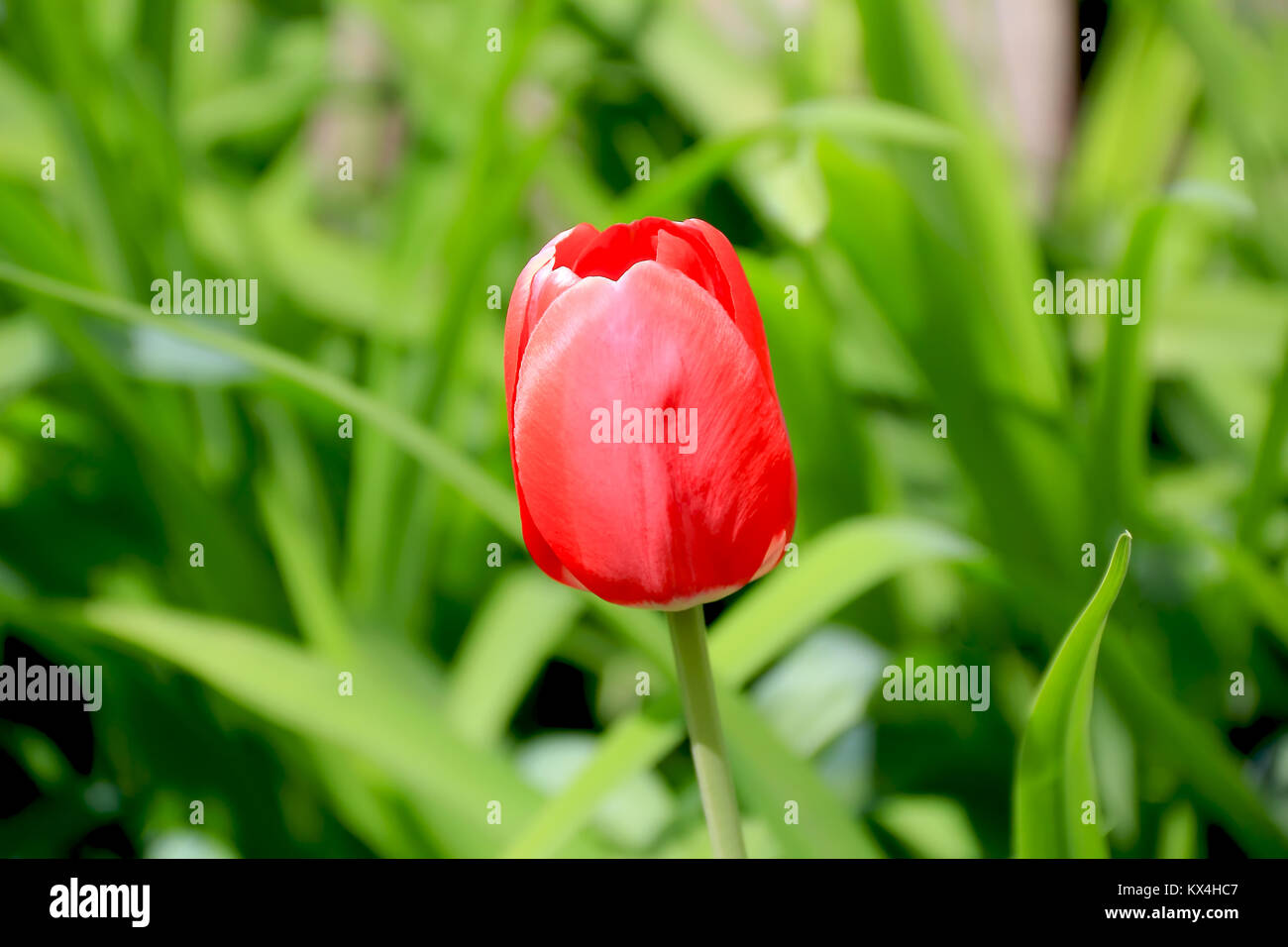 Immagine di un unico red tulip su sfondo verde Foto Stock