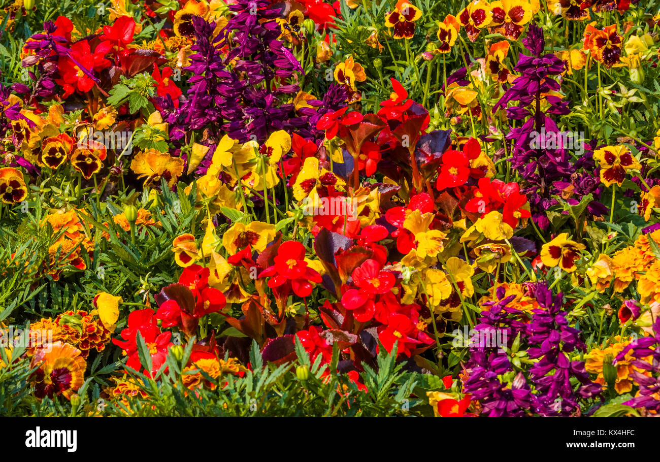 Butchart Gardens in Victoria, British Columbia, Canada preso Agosto 2017 diversi colorati fiori colorati nel letto di fiori nel giardino Foto Stock
