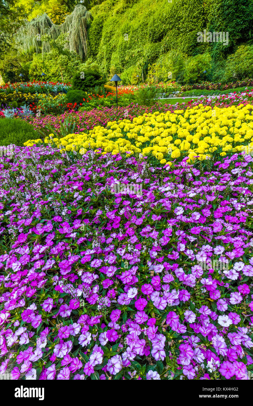 Butchart Gardens in Victoria, British Columbia, Canada preso Agosto 2017 colorata viola e fiori di colore giallo nel letto di fiori nel giardino Foto Stock