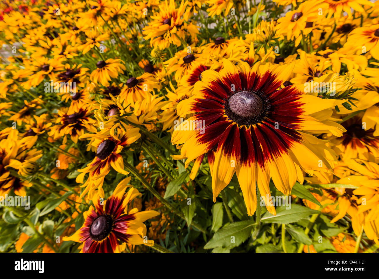 Butchart Gardens in Victoria, British Columbia, Canada preso Agosto 2017 Closeup di colorato marrone multicolore e fiori di colore giallo nel letto di fiori in ga Foto Stock