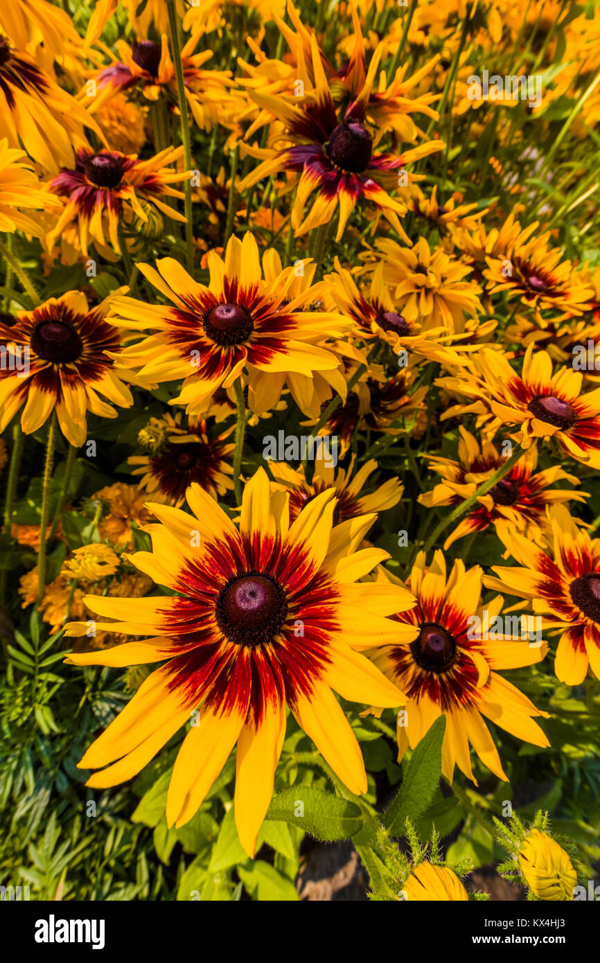 Butchart Gardens in Victoria, British Columbia, Canada preso Agosto 2017 Closeup di colorato marrone multicolore e fiori di colore giallo nel letto di fiori in ga Foto Stock