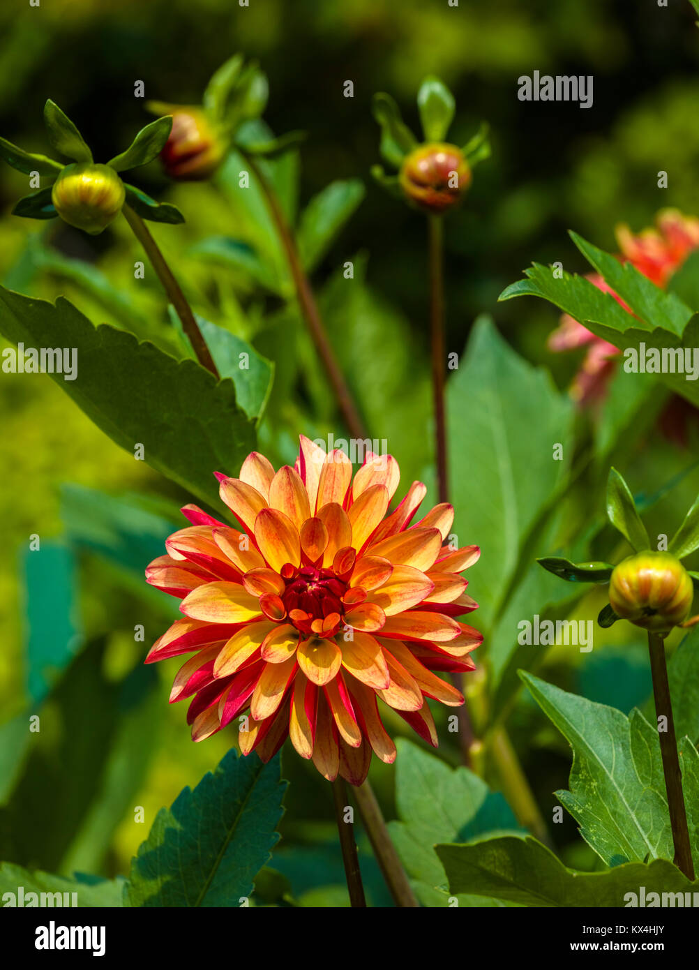 Butchart Gardens in Victoria, British Columbia, Canada preso Agosto 2017 Closeup di coloratissimi fiori multicolori nel letto di fiori nel giardino Foto Stock