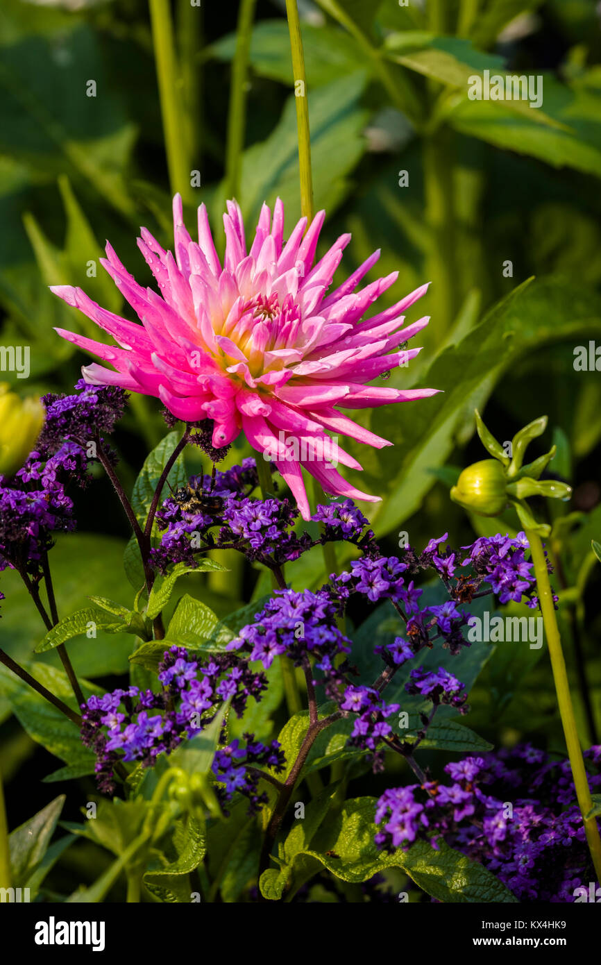 Butchart Gardens in Victoria, British Columbia, Canada preso Agosto 2017 Closeup di fiori di colore rosa nel letto di fiori nel giardino Foto Stock
