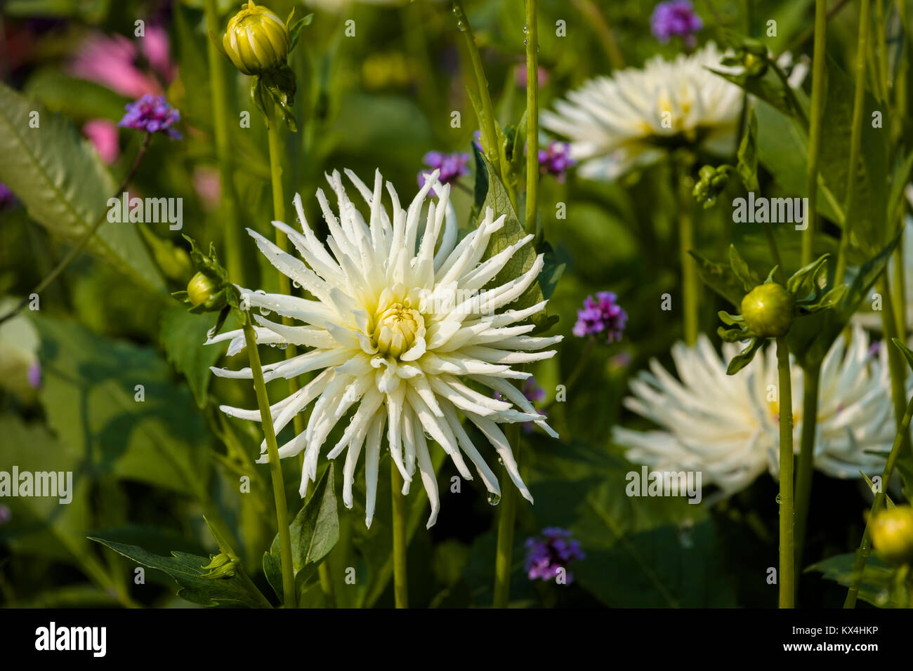Butchart Gardens in Victoria, British Columbia, Canada preso Agosto 2017 Closeup di fiori bianchi nel letto di fiori nel giardino Foto Stock