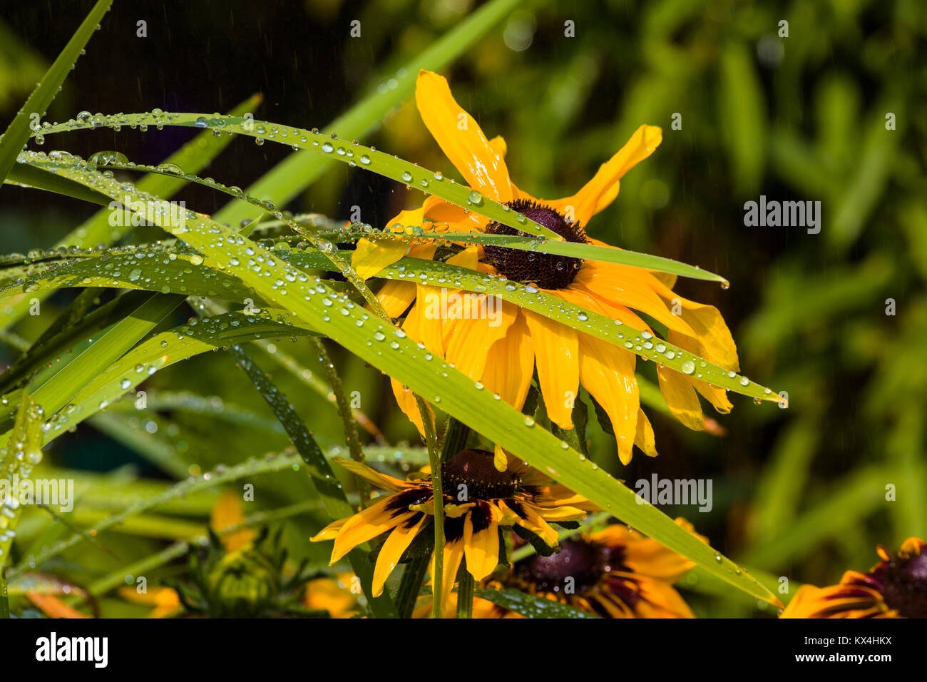 Butchart Gardens in Victoria, British Columbia, Canada preso Agosto 2017 Closeup di fiore giallo nel letto di fiori nel giardino Foto Stock