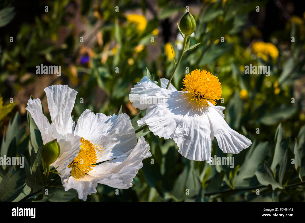 Butchart Gardens in Victoria, British Columbia, Canada preso Agosto 2017 Closeup di fiori bianchi nel letto di fiori nel giardino Foto Stock