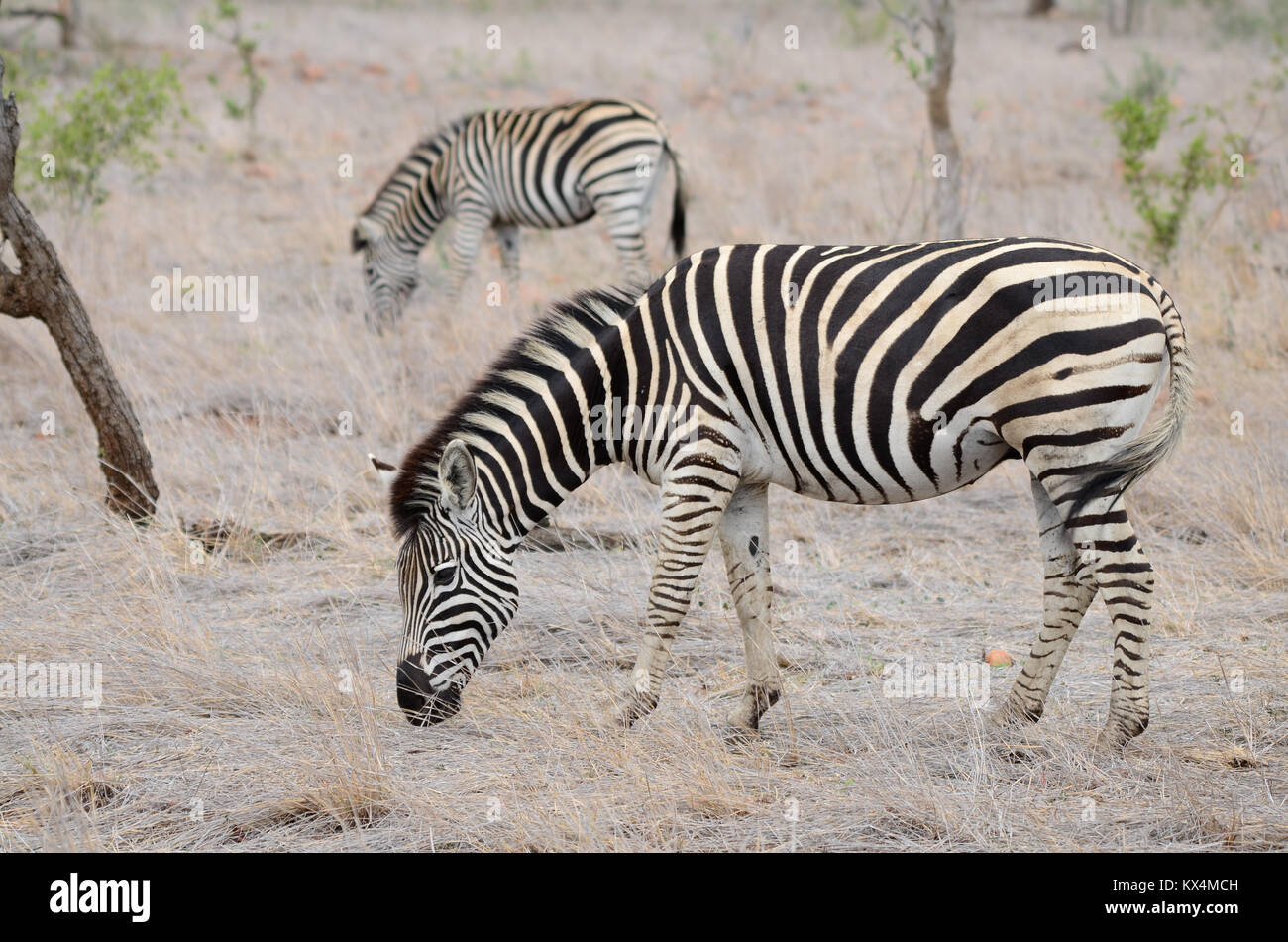 Due zebra, uno in background, pascolare nel Parco di Kruger in Sud Africa Foto Stock