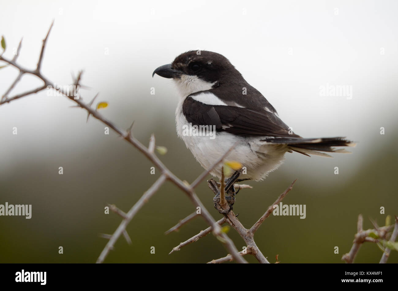 Un piccolo uccello bianco e nero, con un becco ad uncino, posatoi sul ramo di un thorn tree. L'uccello orologi la fotocamera con un occhio. Foto Stock