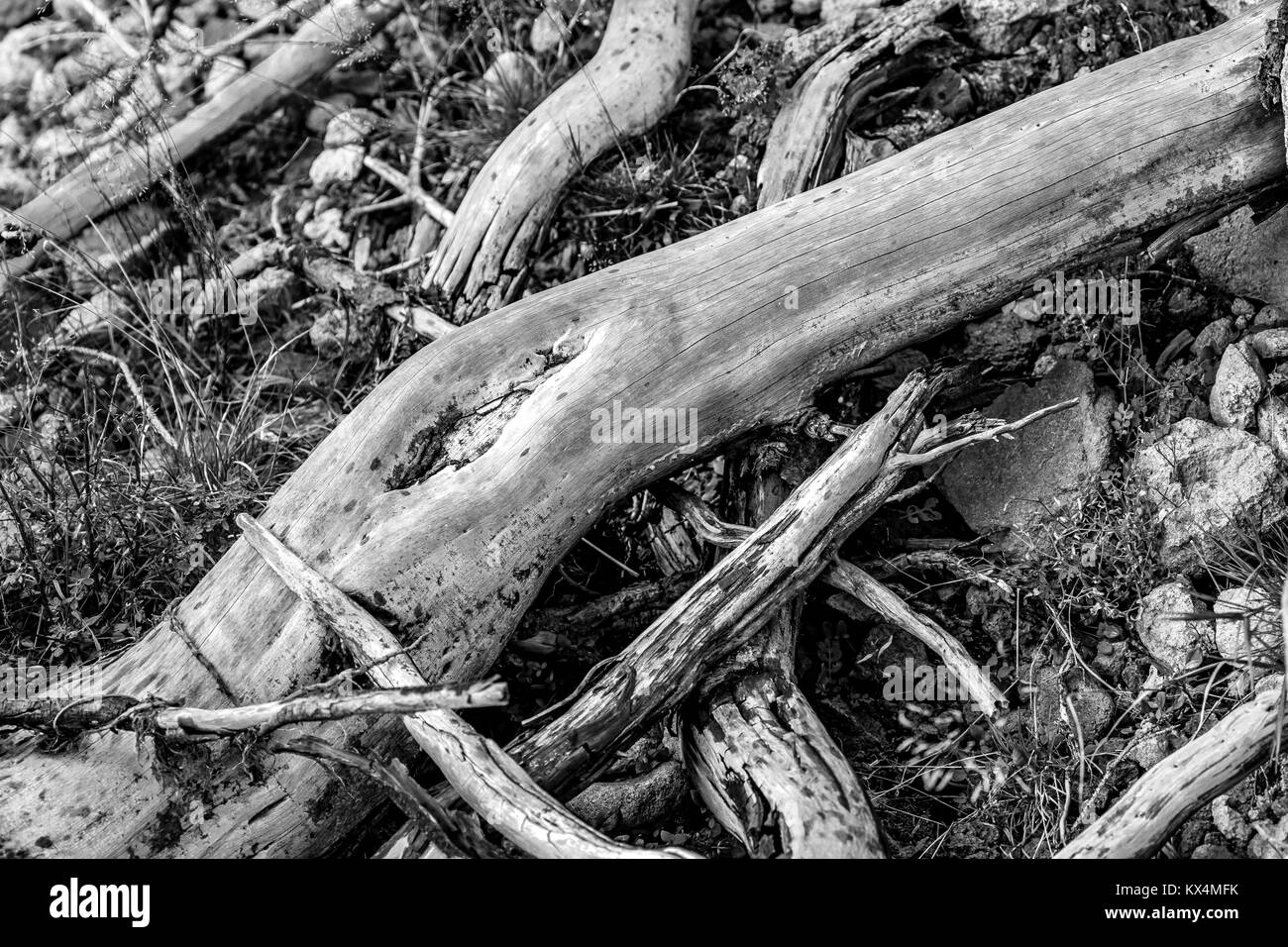 Albero morto radici giacente su rocce in bianco e nero Foto Stock