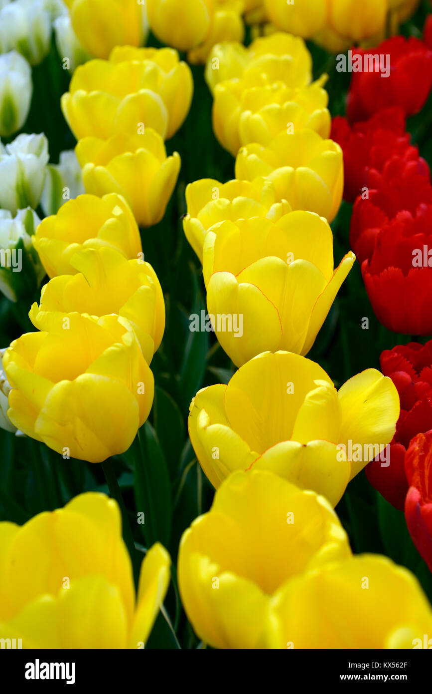 Tulipa golden oxford,tulip,tulipani,giallo,fiori,fioritura,RM Floral Foto Stock