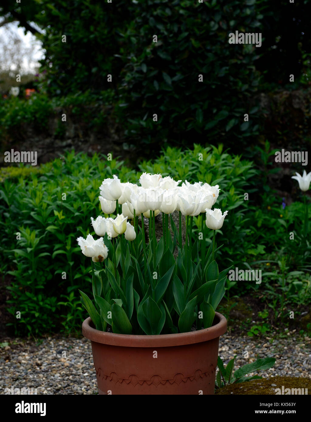 Tulipa swan ali,tulip,tulipani,bianco,fiore,fiori,fioritura,pot,contenitore,RM Floral Foto Stock