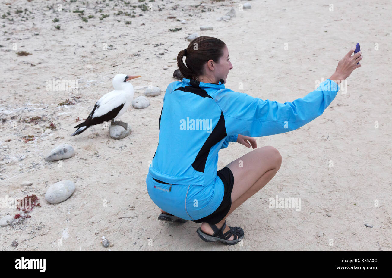 Le Galapagos turistica prendendo un selfie foto con un Nazca Booby, San Cristobal Island, Isole Galapagos Ecuador America del Sud Foto Stock