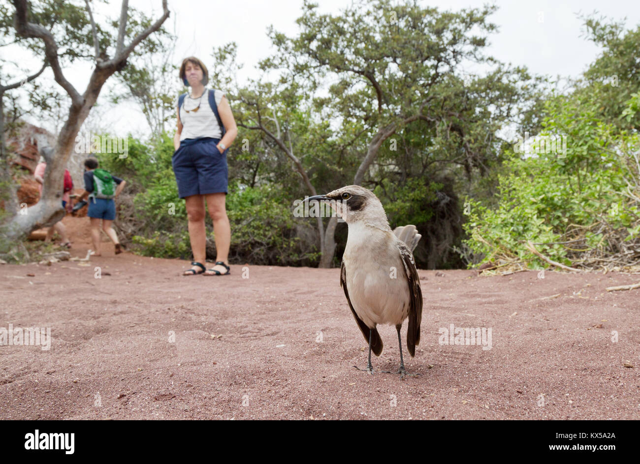 Le Galapagos Mockingbird Galapagos e turisti, Isola Rabida, Isole Galapagos Ecuador America del Sud Foto Stock