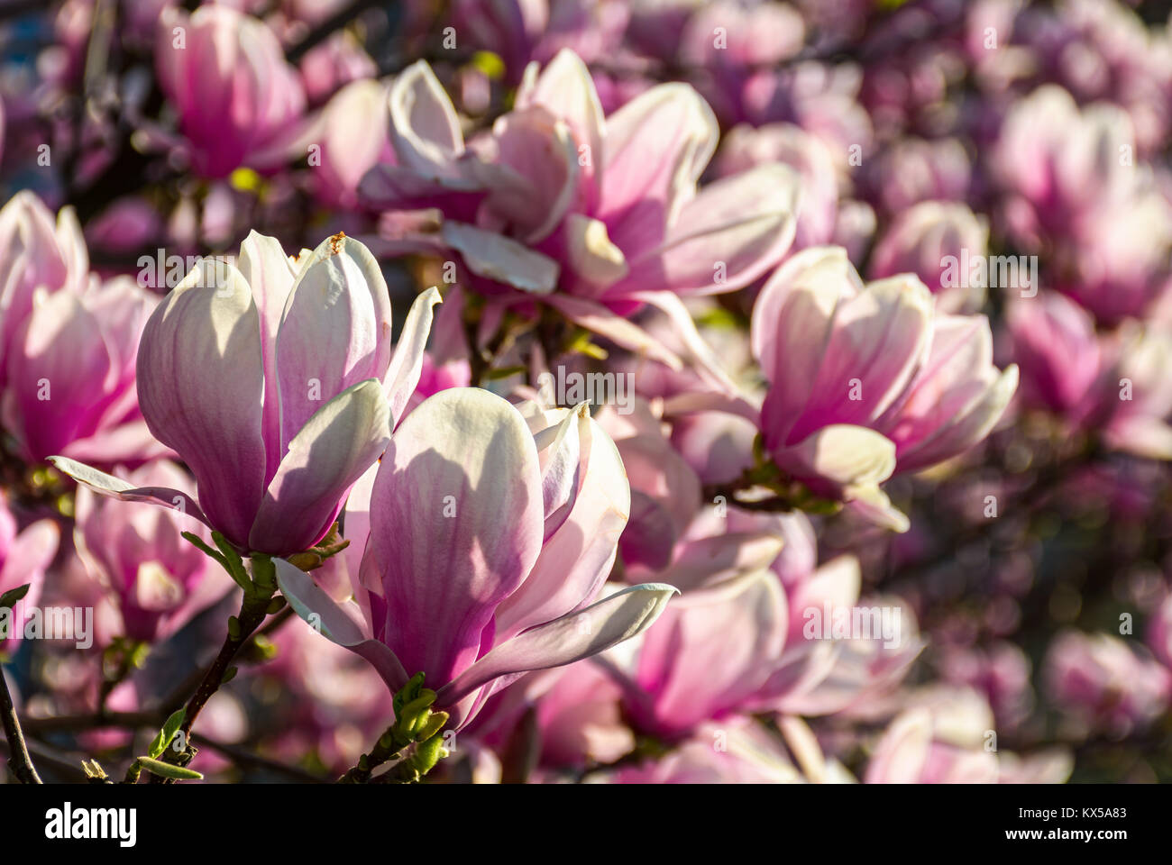 Fiori di magnolia close up con profondità di campo su una sfocatura sullo sfondo Foto Stock