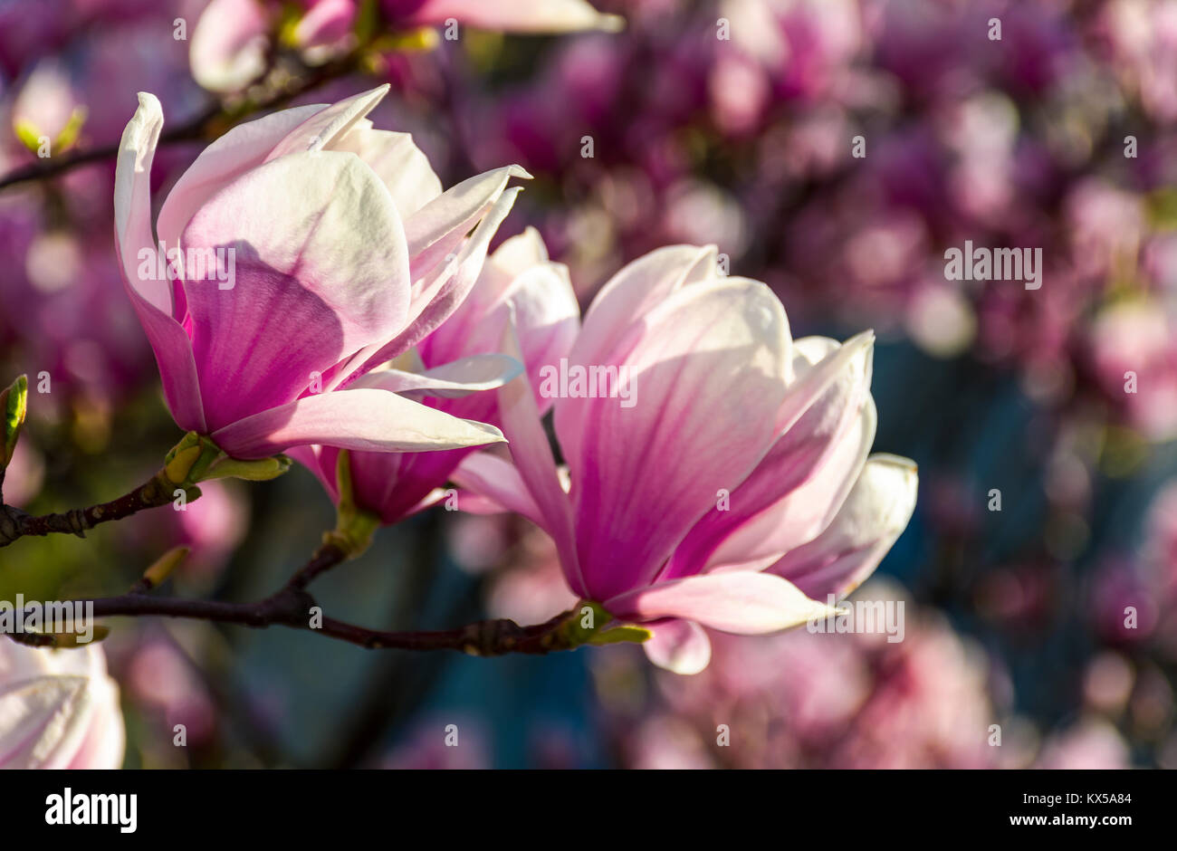 Fiori di magnolia close up con profondità di campo su una sfocatura sullo sfondo Foto Stock