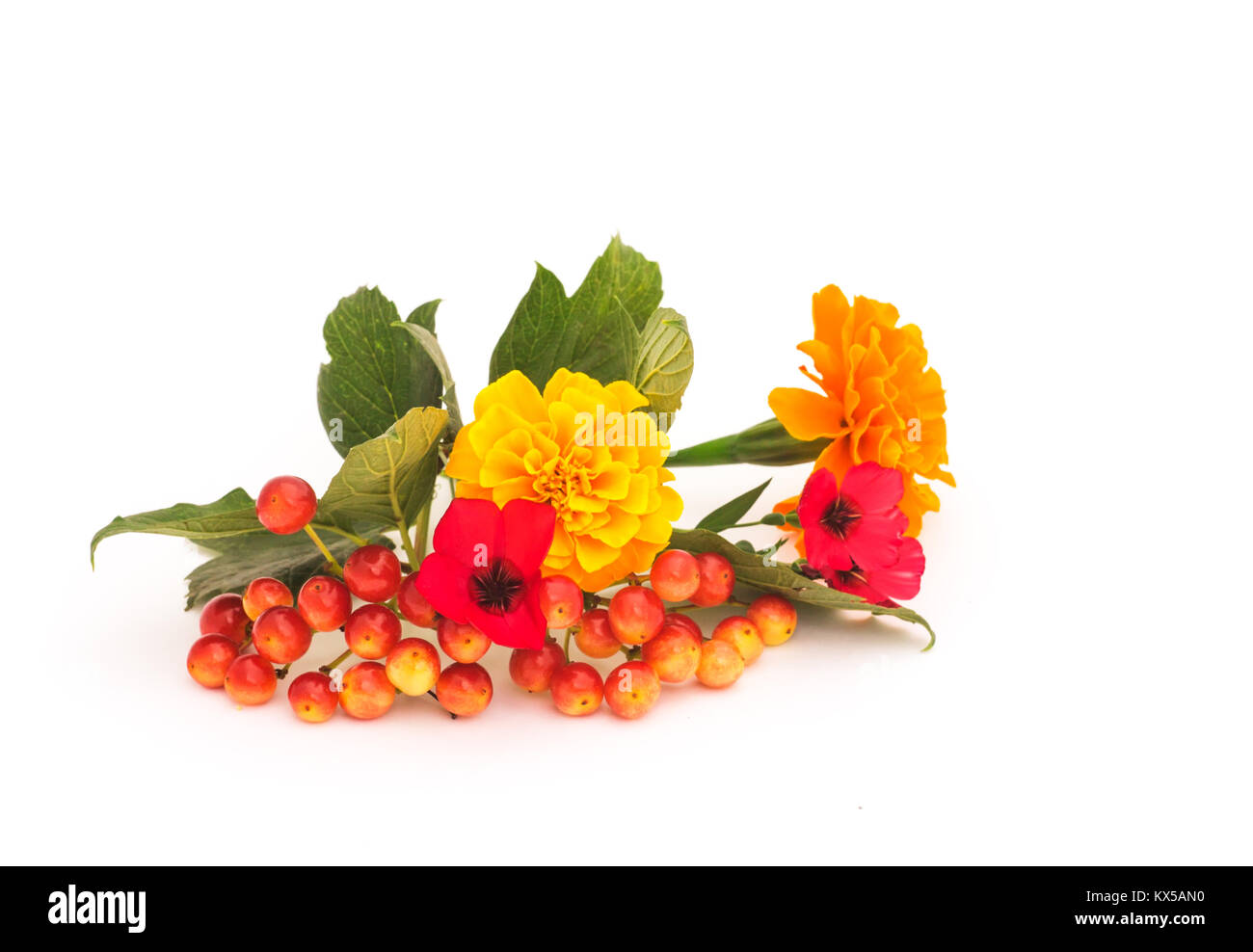 Viburnum succursale con bacche e foglie di rosa e fiori di colore giallo su sfondo bianco Foto Stock
