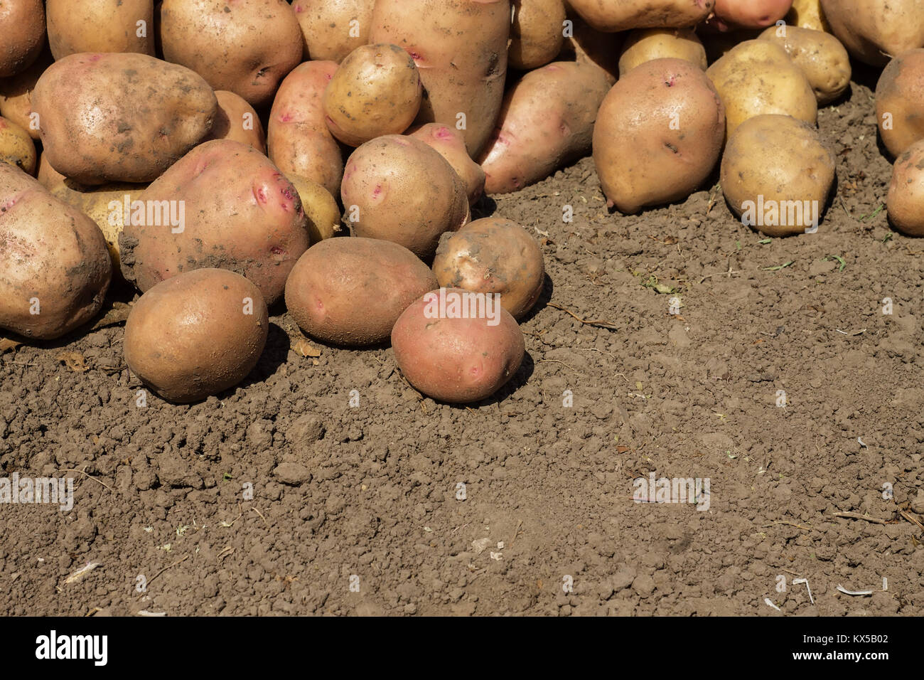 Patate sullo sfondo del suolo Foto Stock