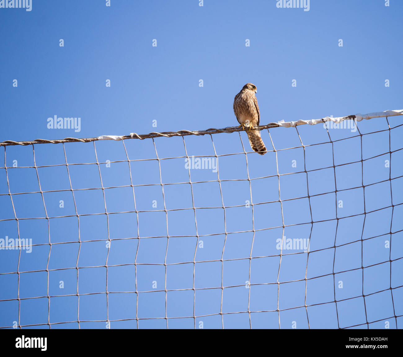 Il Gheppio (Falco tinnunculus) su Gran Canaria Isole Canarie Spagna Foto Stock