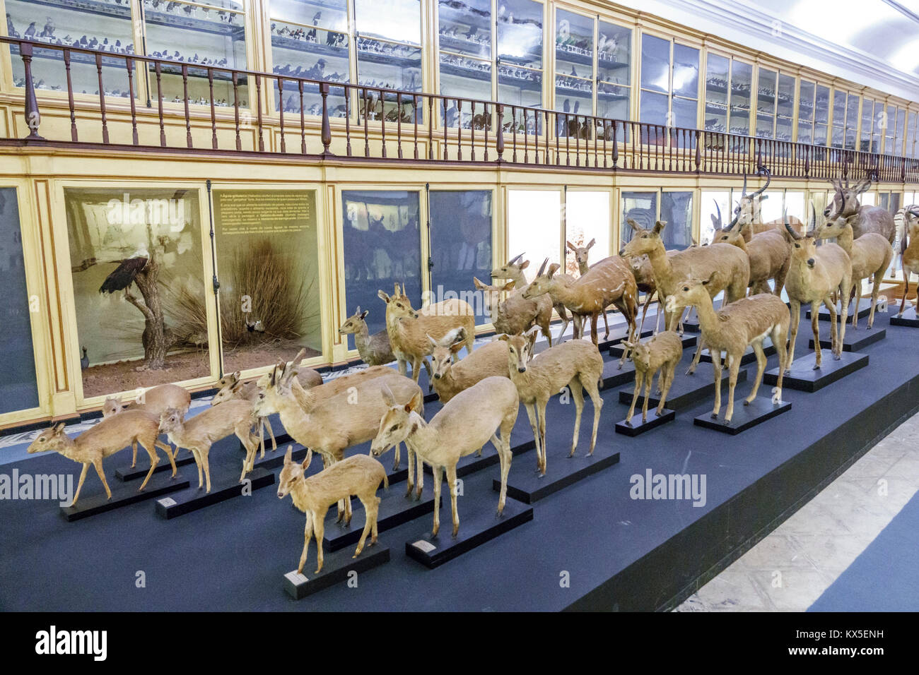 Coimbra Portugal,Università di Coimbra,Universidade de Coimbra,Museu da Ciencia,Museo della Scienza,Storia Naturale,Galleria Zoologica,Mostra coll Foto Stock