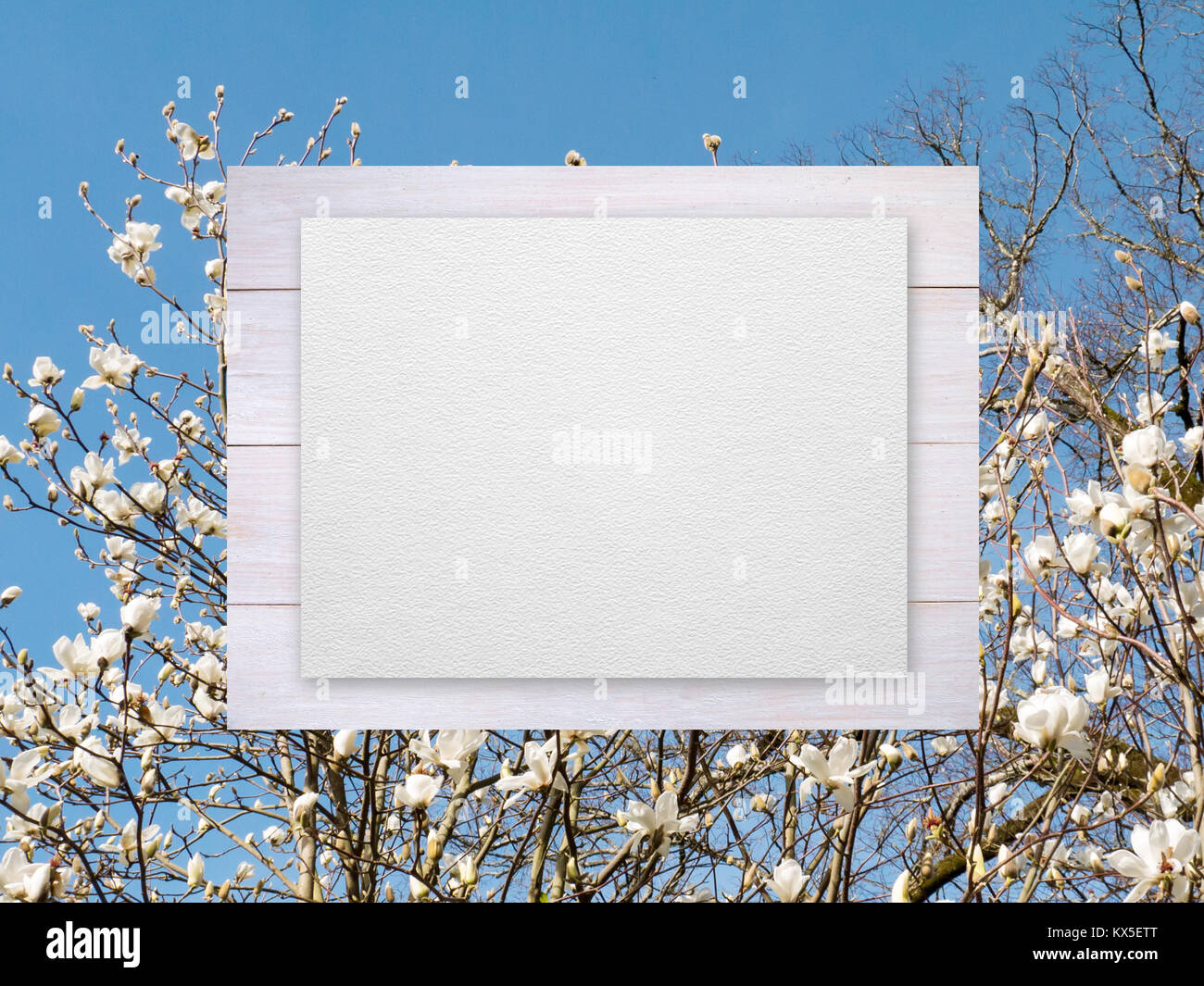 Testurizzato bianco foglio di carta per la pittura ad acquerello su tavole di legno sulla molla magnolia fiore sfondo ad albero Foto Stock