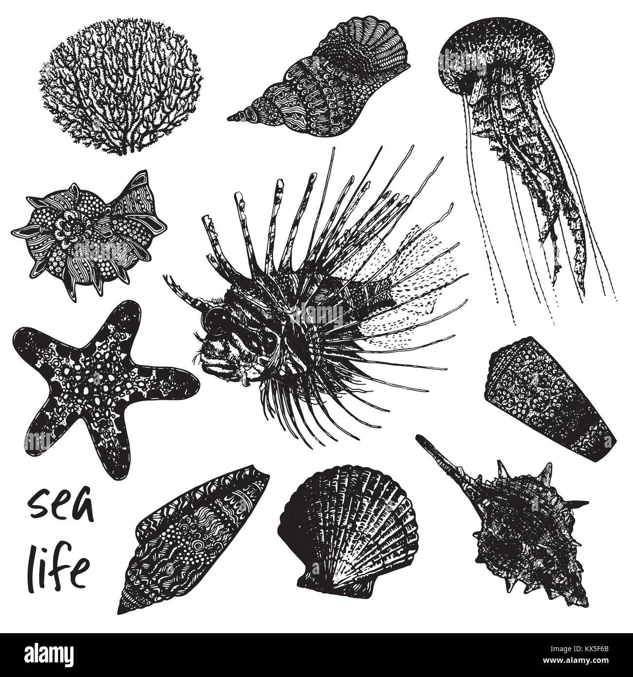 Mano bozzetto insieme di creature del mare - coral, conchiglie, meduse, pesci leone e stelle marine. Illustrazione di vettore isolato su sfondo bianco. Illustrazione Vettoriale