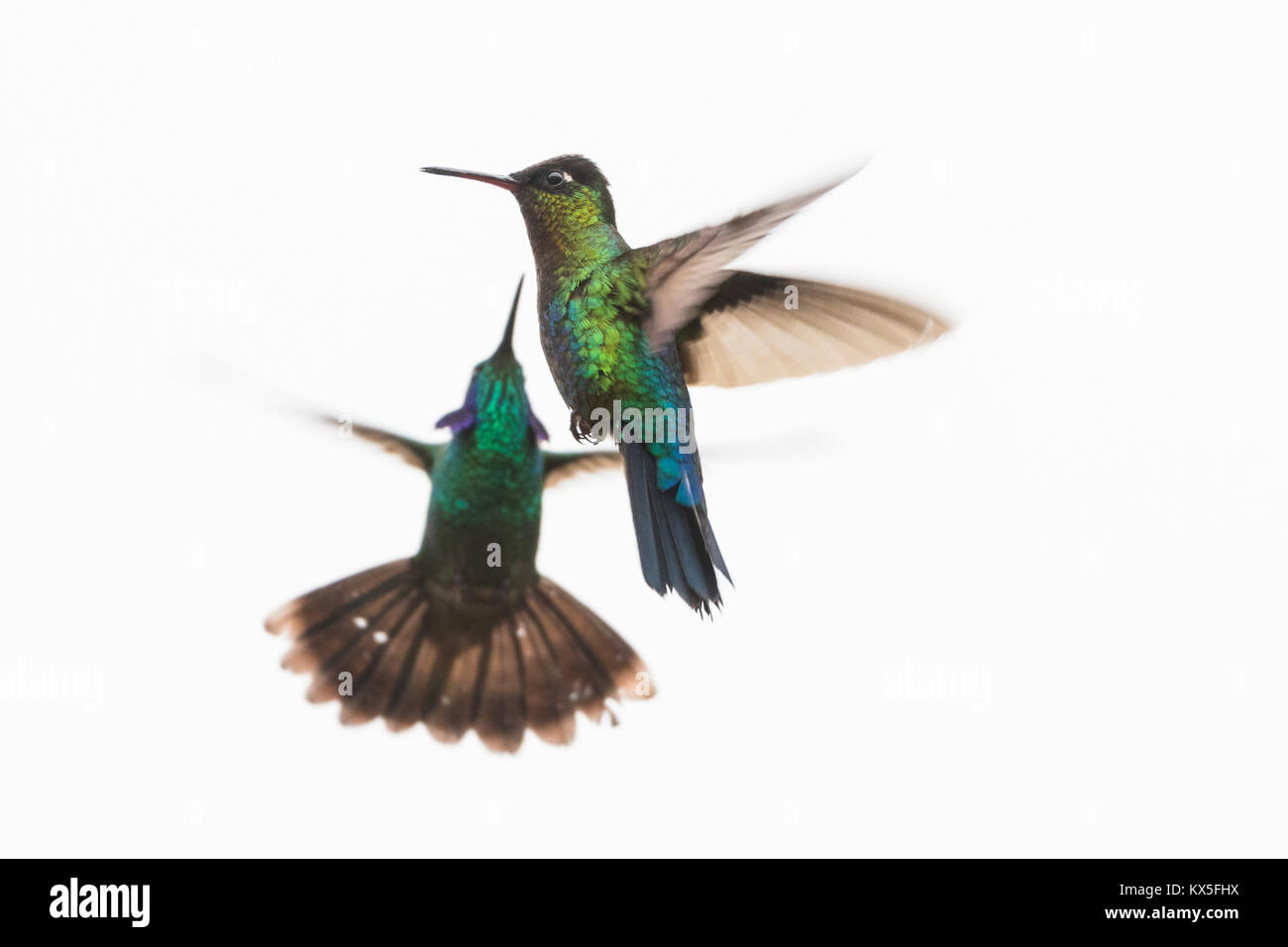 Magnifica Hummingbird (Eugenes fulgens) in volo,, Costa Rica, America Centrale Foto Stock