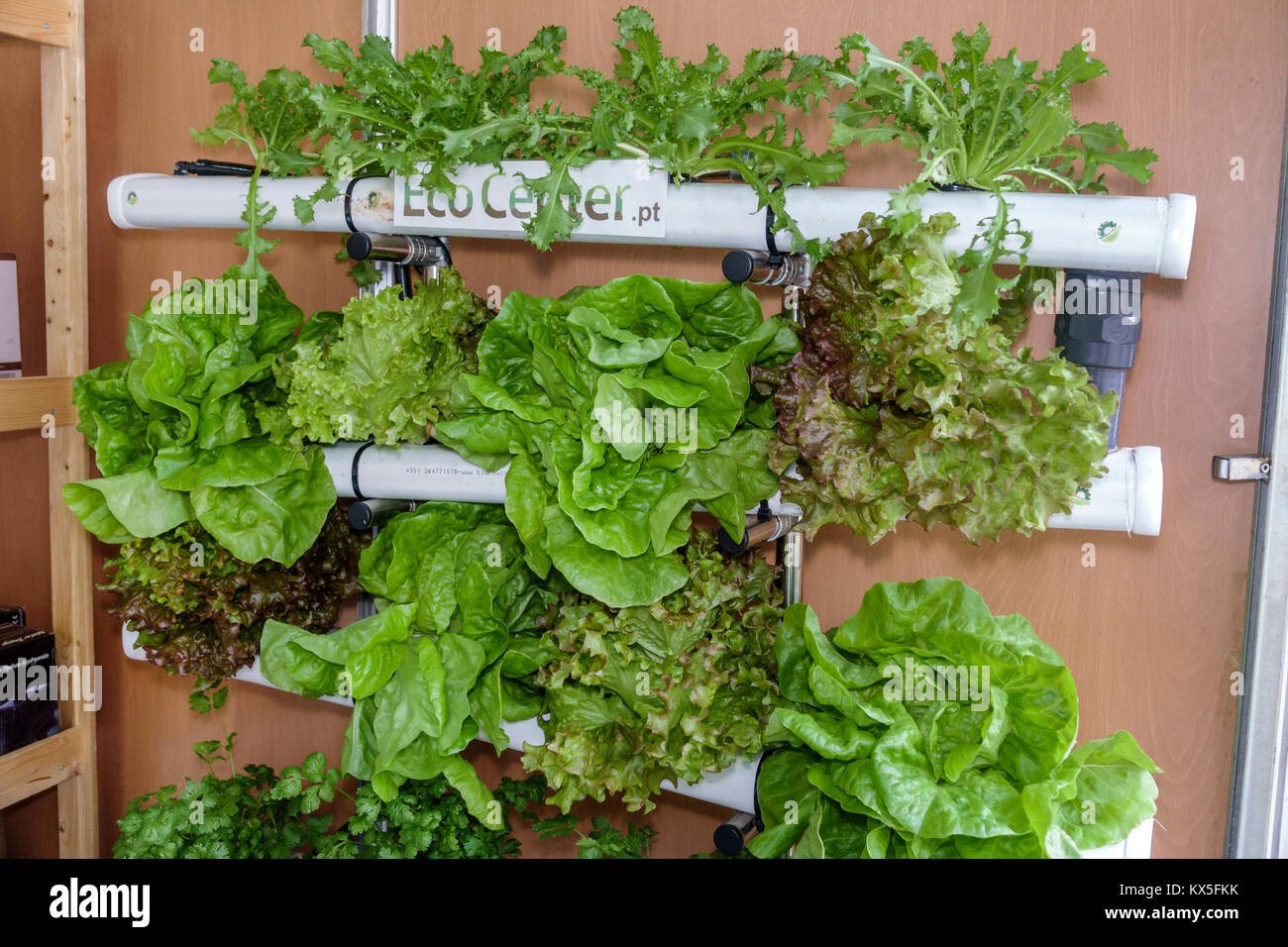 Porto Portogallo, Jardins do Palacio de Cristal, Crystal Palace Gardens, CidadeMais, sostenibilità verde, agricoltura urbana, giardino idroponico, lattuga, Hispan Foto Stock