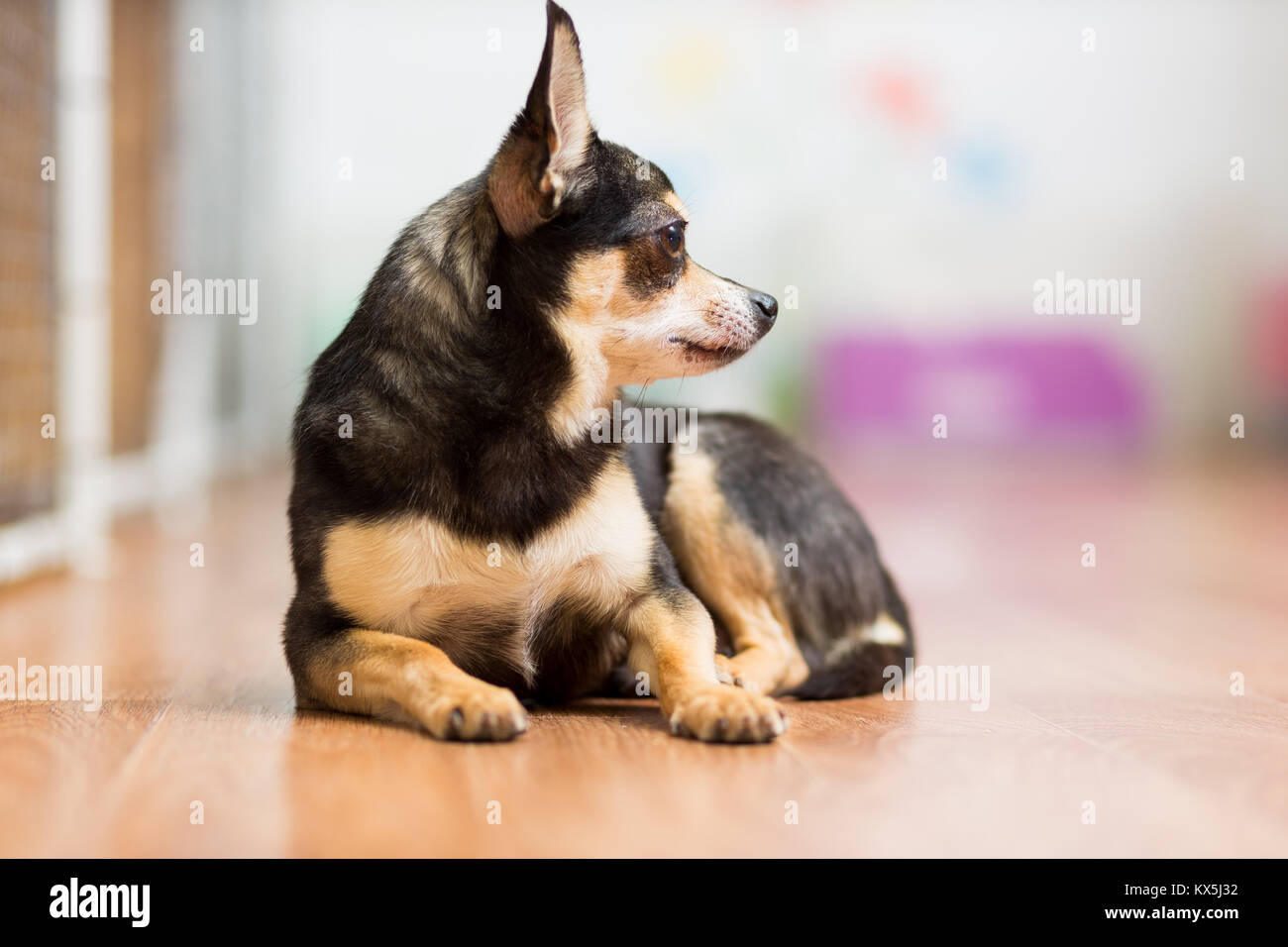 Giocattolo per adulti Terrier giace sul piano la sua piegatura zampe davanti a lui Foto Stock