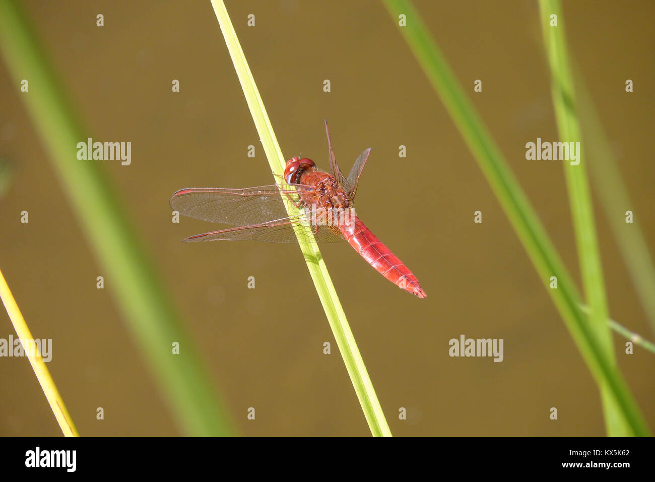 Ampia Scarlet, Gran Canaria Foto Stock